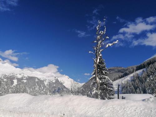 a tree in the snow on a mountain at BergAufe Chalets Mallnitz in Mallnitz