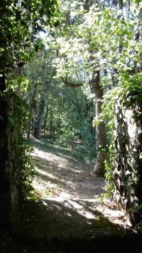 a path in a wooded area with trees at Casa do Alto (top floor apartment) in Adaúfe