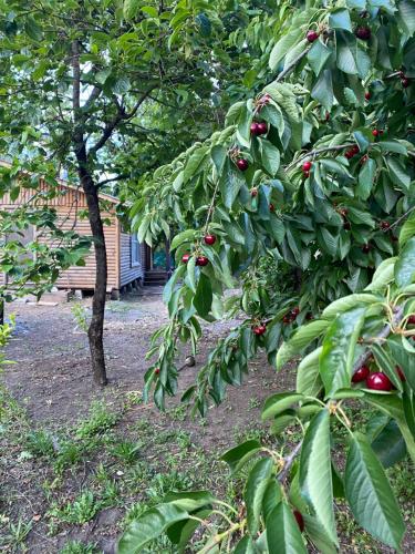 Ein Garten an der Unterkunft Cabaña en Quinchamalí