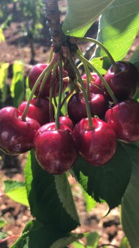 a bunch of red cherries hanging from a tree at Casa Mariù in Turi