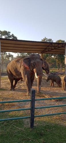 a large elephant standing under a shelter at Crocodile Safari Camp in Chitwan