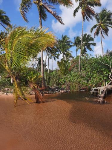a group of palm trees on a sandy beach at Estudio Lirios seu cantinho ecológico na natureza in Marau