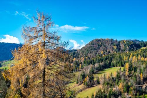 a tall tree in the middle of a mountain at Apartments Farm House Uric in Jesenice