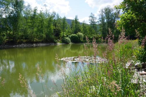a river with a rock in the middle of it at La maison et l'étang - grand terrain privé in Vagney