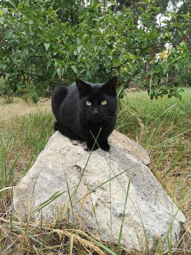 a black cat sitting on top of a rock at Gästesuite am Waldrand, Ausstieg auf Zeit in Heideblick