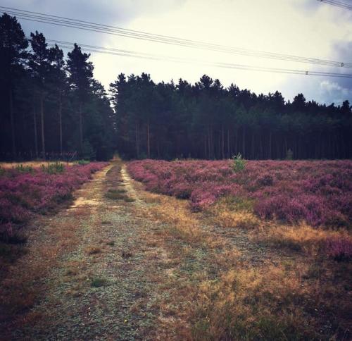 a dirt road in the middle of a field at Gästesuite am Waldrand, Ausstieg auf Zeit in Heideblick
