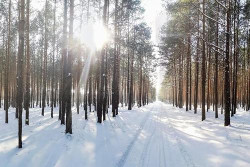 a snow covered forest with the sun shining through the trees at Gästesuite am Waldrand, Ausstieg auf Zeit in Heideblick