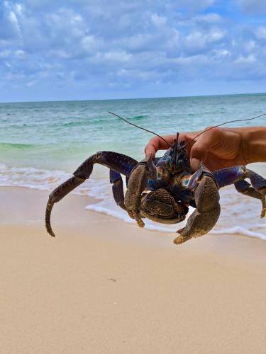 a person holding a large crab on the beach at YOISAMA Sunset Beach House in Ishigaki Island