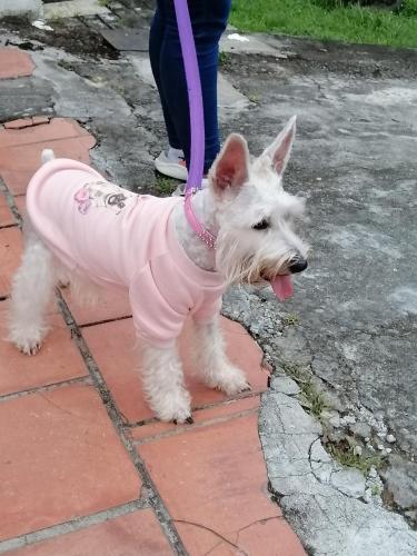 Mascotas con sus dueños en Hostal Compostela Inn