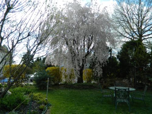 a table and chairs in a yard with a tree at EJ Bowman House Bed & Breakfast in Lancaster