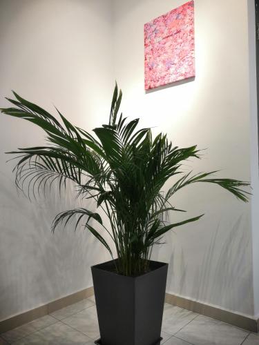 a plant in a black pot in a room at Flora Homestay in Taman Flora in Batu Pahat