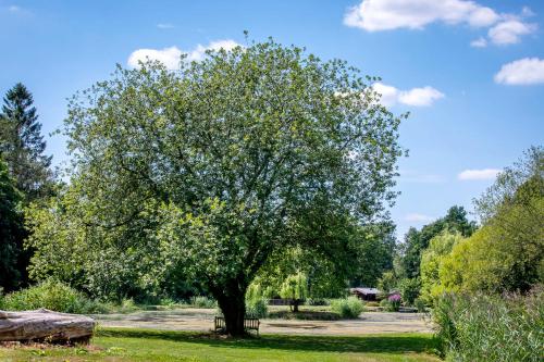 a tree in the middle of a field at Willowbank Lodges in Oare
