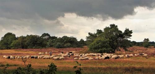 a herd of sheep grazing in a field at Selatuinen in Appelscha