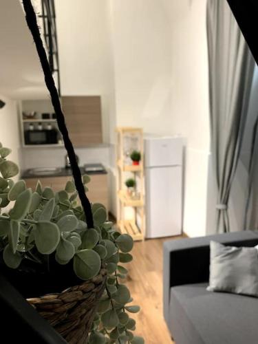 una pianta in vaso in un soggiorno con divano di Buatta house a Catania