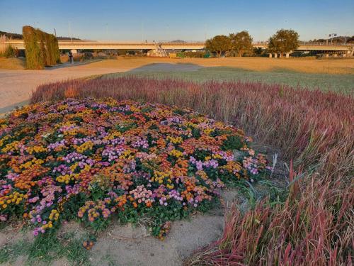 a bunch of flowers in the middle of a field at Cozy House in Daegu