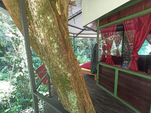 a tree house in the jungle with a large tree trunk at Finca Valeria Treehouses Glamping in Cocles