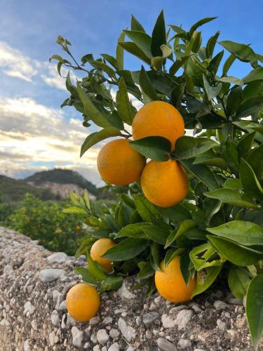 a bunch of oranges hanging from a tree at Casa Conxin Beach & Mountain Apartment Costa Blanca in Pego