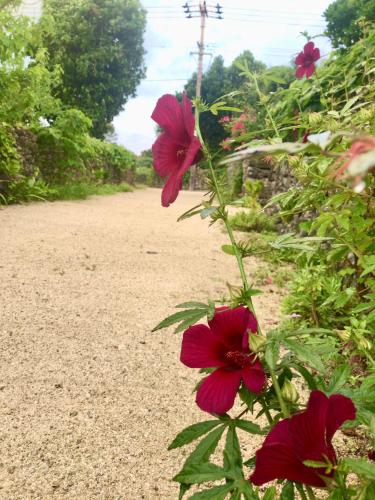 a group of red flowers on a dirt road at Travelers House おーさんてぃん青空舎 in Taketomi