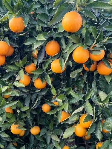 a bunch of oranges growing on a tree at Casa Conxin Beach & Mountain Apartment Costa Blanca in Pego