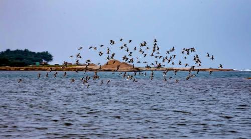 a flock of birds flying over the water at The Alampara Resort - Luxury Boutique Glamping & Water sports in Cheyūr