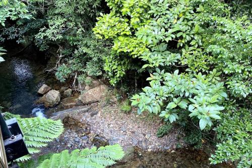 a stream of water in a forest with plants at BUTTERFLY BEND - 3 Bedroom Daintree Beach House in Cow Bay
