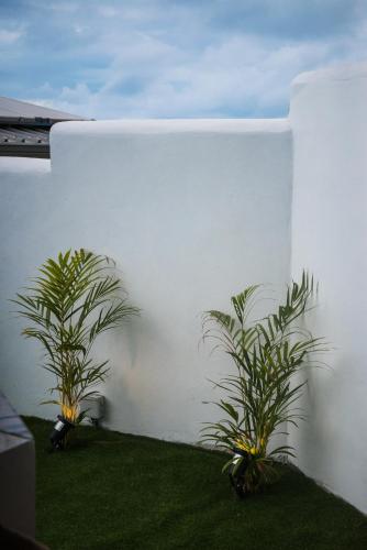 zwei Pflanzen neben einer weißen Wand in der Unterkunft T1 Villa Romantique Reve d'ailleurs St Leu in Saint-Leu