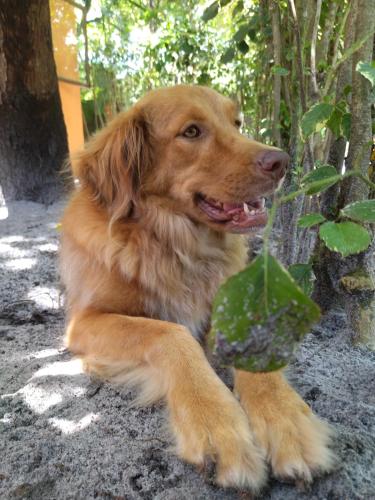 a brown dog laying on the ground with a leaf at Ôxe Uai Hostel in Arraial d'Ajuda