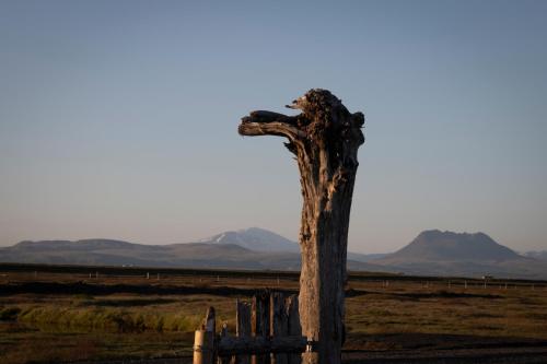 a dead tree in the middle of a field at Jakob´s old farmhouse in Hvolsvöllur