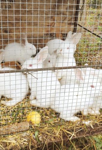 two white rabbits are in a cage at Agroturystyka u Pruszyńskich in Mońki