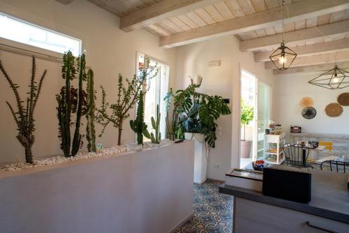 una habitación con un montón de cactus y plantas en B&B Fontanella 32, en Porto SantʼElpidio