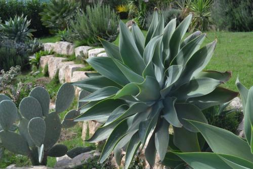 Vườn quanh Antica Masseria Timparuci