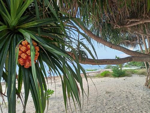 a bunch of fruit hanging from a palm tree on the beach at villa gilimakyah in Gili Air