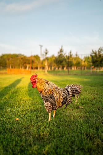 Animaux dans l'appartement ou à proximité