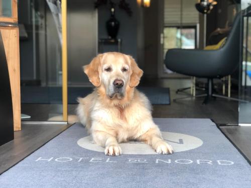 a brown dog laying on a rug in an office at Hotel du Nord in Hamburg