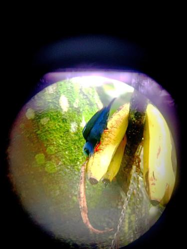 a banana in a bowl with a blue bird in it at Arenal Rústic Lodge in Fortuna