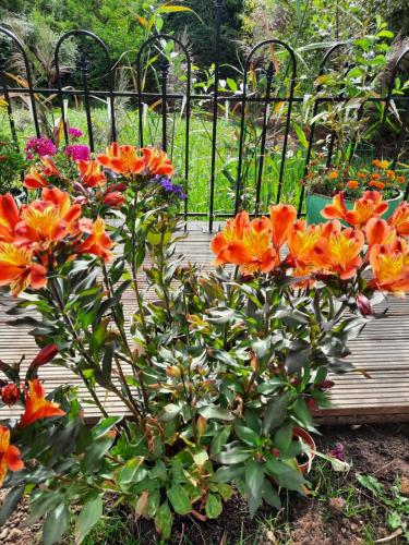 un mazzo di fiori arancioni su una panchina di legno di Comfortable quiet room near Cambridge a Long Stanton