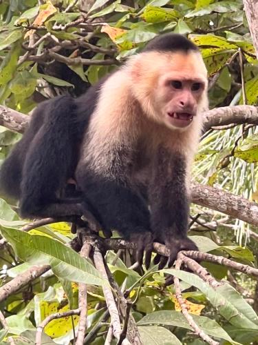 ホテルの敷地内または近くにいる動物
