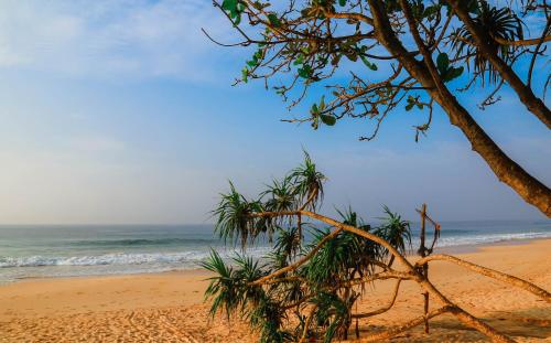 a beach with a palm tree and the ocean at Paradise Beach House - 3 Bedrooms Apartment in Habaraduwa in Habaraduwa
