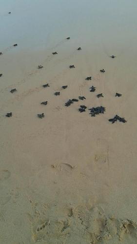 a herd of sea turtles walking on a beach at Paradise Beach House - 3 Bedrooms Apartment in Habaraduwa in Habaraduwa