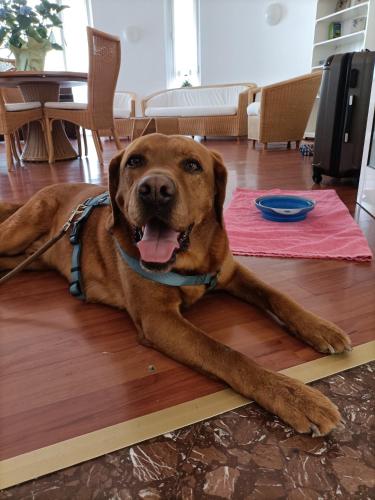 a large brown dog laying on the floor at Hotel Ai Pini in Grado