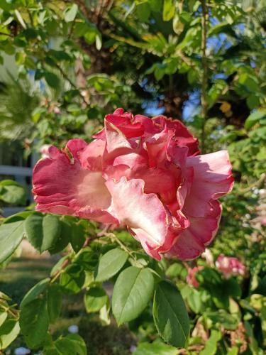 a pink rose is growing on a tree at Hotel Ai Pini in Grado