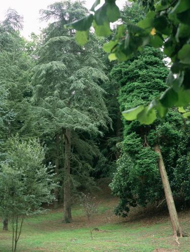 a group of trees in a field at Parador de Limpias in Limpias