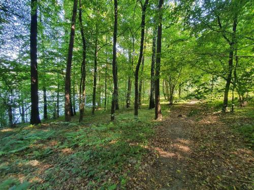 a wooded area with trees and a dirt trail at Hytte Narie 2 in Bogaczewo