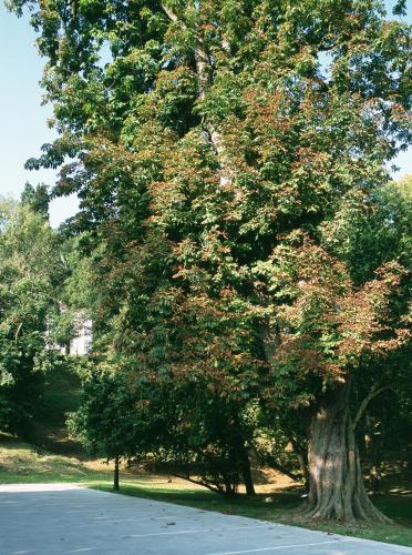 a large tree on the side of a road at Parador de Limpias in Limpias