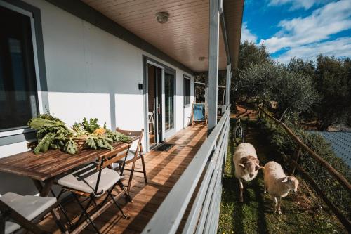 two sheep standing on the porch of a house at Agriturismo Rose di Pietra in Pietra Ligure