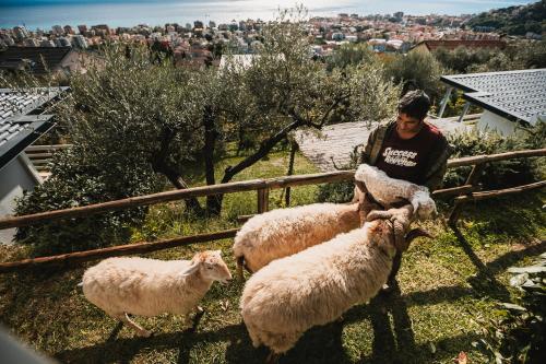 a man standing next to a group of sheep at Agriturismo Rose di Pietra in Pietra Ligure