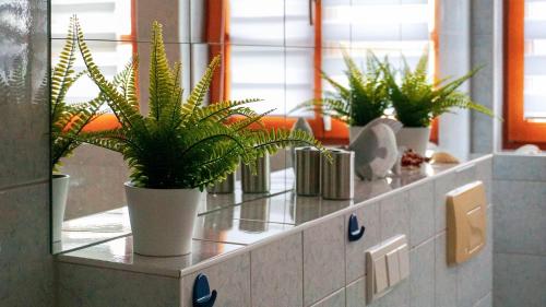 a row of potted plants on a counter in an office at Landhaus Charlotte - Storchennest in Wassersuppe