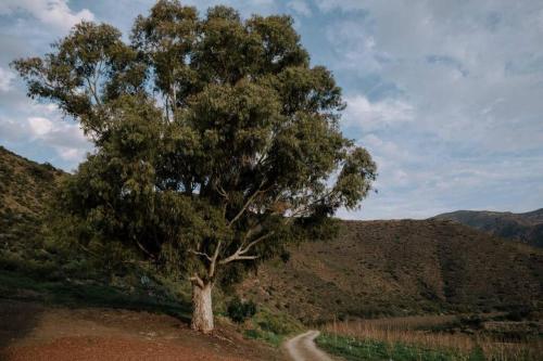 a tree on the side of a dirt road at Delightful farmhouse with hottub in Goedgemond
