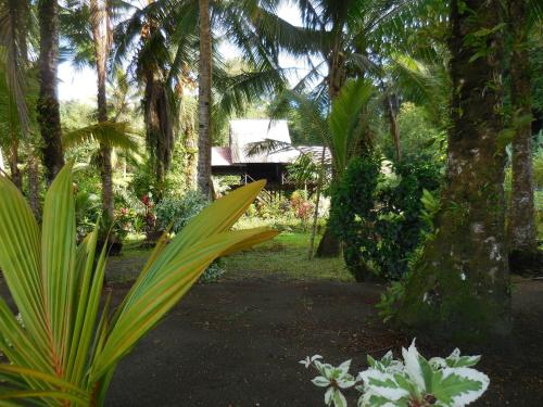 a garden with palm trees and plants at Hotel Nuquimar in Nuquí