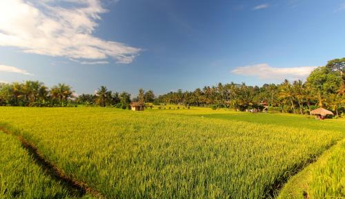 a field of green grass with trees in the background at MATHIS Retreat Ubud in Ubud